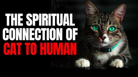 The Tale of Fatimah and Her Singing Cat: Unveiling the Mystical Bond Between Humans and Animals in Ancient Indonesian Folklore!